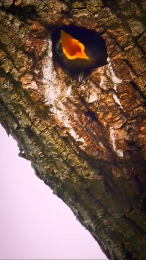 11K views · 348 reactions | Common starling Birds | Review Birds News | Facebook