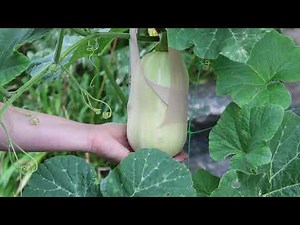 How to build a squash or pumpkin trellis so you can grow them vertically