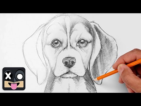 How To Draw a DOG | Beagle