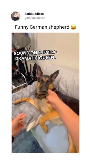 280K views · 7.9K reactions | Get your Amaz0n g!ft card from my bí0  Credit:- Funny cat007 | Doggozreignz | Facebook