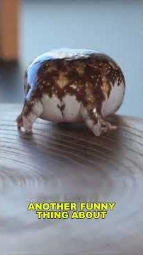 This Angry “Bun Frog” Can’t Even Jump 🐸 #RainFrog #AnimalFacts #CuteAnimals