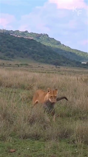 Lioness Catches Baboon – Rare Wildlife Moment