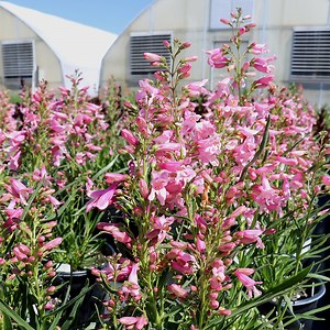 Pristine™ Pink Penstemon, Beardtongue | High Country Gardens