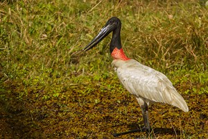 Jabirú, el ave más grande de Mesoamérica que vive en México - México Desconocido