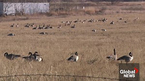 Alberta’s extended summer weather affecting wildlife migratory and fall behaviour