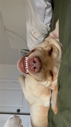 22M views · 22K reactions | This is the first thing I see every morning 沈 #dogsofinstagram #labrador #yellowlab | Tank the Brown Lab | Facebook