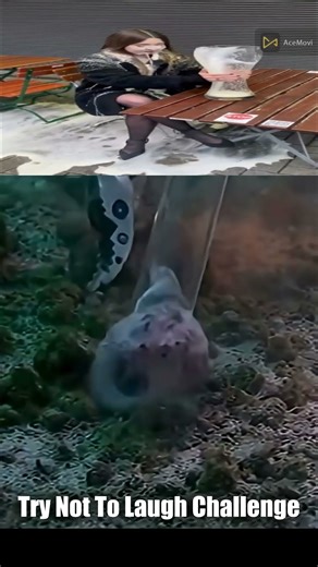 Try Not To Laugh Challenge 157