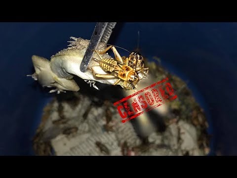 This is why CRICKETS should NEVER be left with other ANIMALS unsupervised !!!