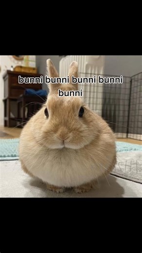 Bunny on Instagram: "bunni bunni bunni bunni . . . . . . Follow me please for more videos 👉 : @rabbits__lovers . . . . . . #rabbit #bunny #bunnylove #bunniesofinstagram #rabbits cute fyp viral love bunnies rabbitlove bunnyrabbit love rabbitstagram rabbitlife instabunny bunnyoftheday pets bunnylife animals rabbitsworldwide"