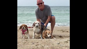 71 reactions · 12 comments | Happy Father's Day Beagle Dads! Thank you for adopting a beagle and making them a cherished member of your family. If you too would like to make a difference in the life of a beagle, you can apply to adopt here: www.tribeagles.org/adopt Show us your beagles in the comments! | Triangle Beagle Rescue of North Carolina | Facebook