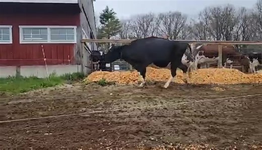 9.3K views · 329 reactions | The cows are out! Well, where they are supposed to be 藍. Enjoy some sassy frolicking girls. Feel free to stop by and admire as long as you follow our posted safety rules. | Smiling Hill Farm | Facebook