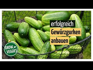 Build cucumbers successfully | Vegetable growing in the garden | Spice cucumbers @gartengemüsekiosk
