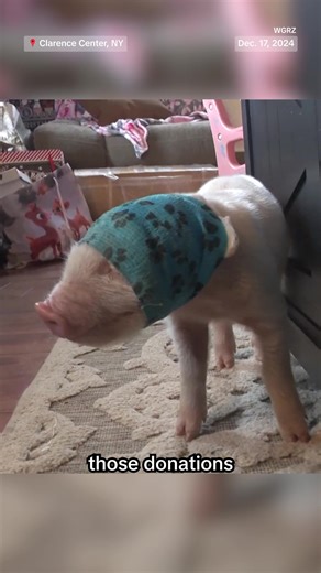 537K views · 13K reactions | A piglet named Buffalo Bernie who was born with half of his face missing has found a new home after a New York family stepped up to save him. | NBC News | Facebook