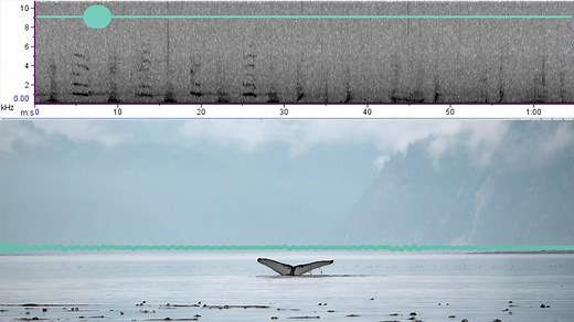 2020 humpback whale song audio and spectrogram