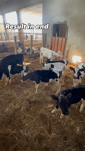 SA dairy farm | ❤️❤️ | Instagram