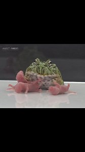 12K views · 148 reactions | 3 mice eating Pacman frog | Insect Forest | Facebook