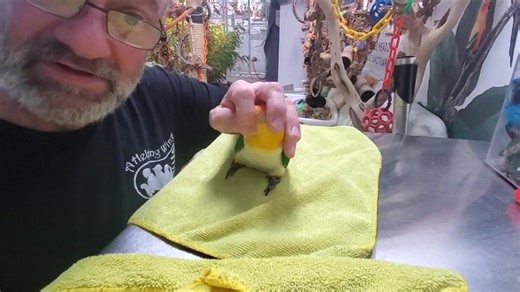 Ok everybirdy, here is Part 3 - Beak maintenance ❤️ I am using a rather displeased Scooby as our example victim for beak maintenance 🙄 As I noted, it is a very rare occasion that I need to file or and a beak as we provide LOTS of wood blocks and chipper shredder toys so that the flock can maintain their own beaks 😎 Once in a while when I do have to do beak maintenance, this is generally how I do it. | Providence Meadow Caique Sanctuary