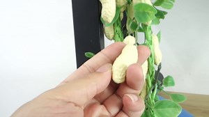 Fake Peanut Hanging Peanut String Artificial Vegetables Simulation Peanuts for Home Kitchen Decoration Teaching Aids 3 Sets