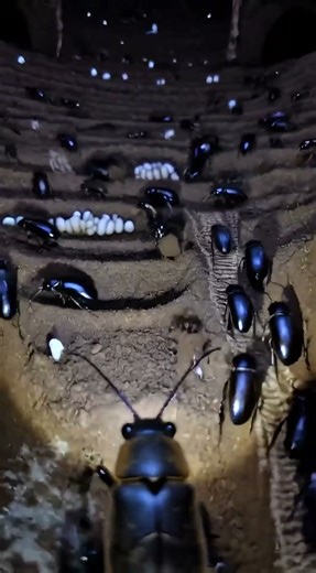 Beetle colony's reproductive cycle exposed #insects #wildlife
