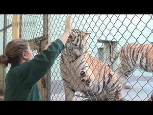 Philadelphia Zoo Tigers