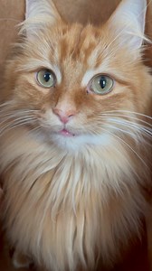 Pudding loves when I come home with a paper bag! | The Oreo Cat