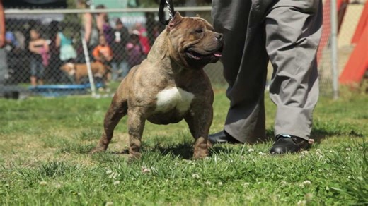 AMERICAN BULLY: THE EXTREME BEASST FROM CRUSHER CAMP