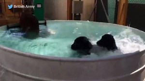 69K views · 2.2K reactions | How British army dogs keep cool in Afghanistan | The Independent | Facebook