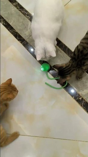 Keeping My Cat Entertained With This Smart Rolling Ball! #cat
