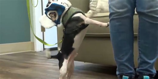 Pet of the Week: Popeye