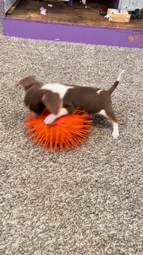 Playful Pocket Beagle Puppy Enjoying Sushi 🐶❤️