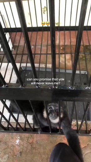 Heartwarming Bond: Crying Over a Pet Monkey | Heartfelt Video