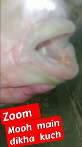 Zoom inside Mouth | kuch dikha@@