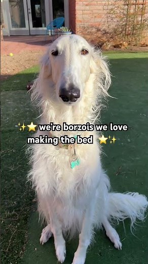 ✨⭐️we are Borzois⭐️✨ #borzoi #doglife #dogs #weare #hosegoat #sighthound #dramatic