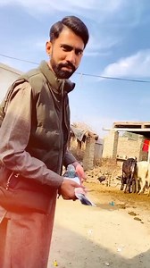 #pinge #kabotar #shortsvideos #virall #morgha #Aseel #Mianwali | Uzair kabotar