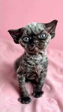 Charming Collection of Cute Kittens 🐾 Fluffy Playful Moments to Melt Your Heart 😻 #catlab