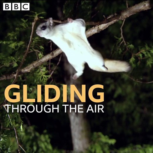 1M views · 7.5K reactions | Is it a bird? Is it a plane? No, it's a flying squirrel! 藍 BBC Four | BBC Earth | Facebook