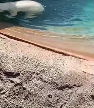 Polar bear eats duck at San Diego Zoo