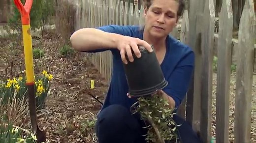 Why Your Clematis is Not Blooming and How to Get Flowers