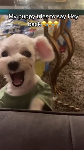 8.5K views · 58 reactions | Funny Dog talking moments  #funnydogs ##hilarious #HilariousMoments #lol #viral #dogtalk | Top Pet's Videos | Facebook