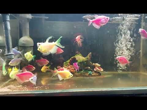Relaxing Aquarium Fish Tank Sounds no music