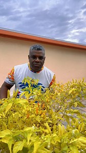 10K views · 362 reactions | Reset natirel pou doule rematis | Tout Glwa Pou Bondye | Facebook