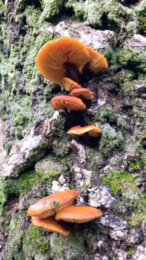 The Incredible World of Mushrooms