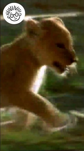 Wild Animal Safari! | Baby Einstein | Learning for Kids | #Shorts