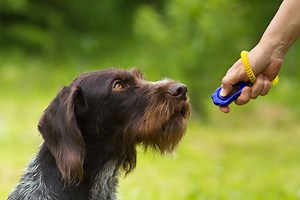 Clickertraining mit Hund | zooplus Magazine