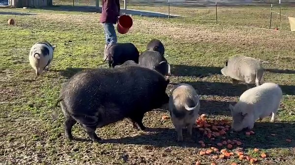 Kathy chopped up a lot of carrots yesterday so it was a happy breakfast time this morning! 🎉🙌🏻🥳 | Frog Song Farm Sanctuary