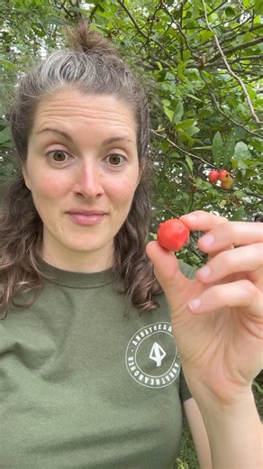 26K views · 1.6K reactions | Shake the mayhaw tree! Making jelly soon! #foraging #louisiana #reels | Anna The Archer | Facebook