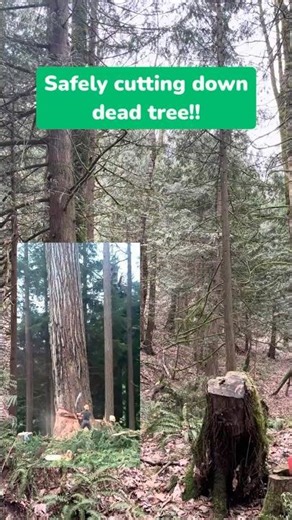 Watch This Massive Dead Tree Come Down in Seconds! #treecutting #wood #treetrimming