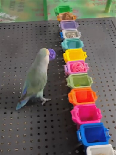 28K views · 300 reactions | The smartest bird you'll ever see! 黎✨ | Handy Dandy | Facebook