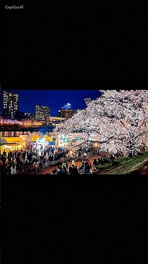 Sakura festival nights in Japan 🌸✨