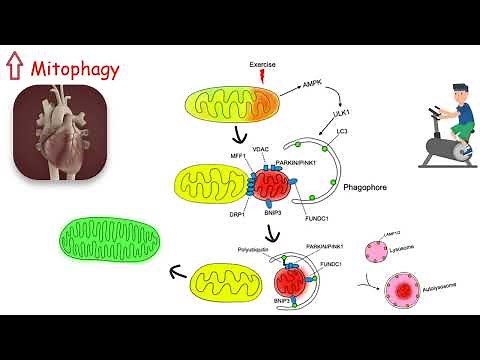 AUTOPHAGY EXPLAINED! How EXERCISE FIGHTS AGING! Liver health benefits explained!